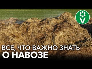 САМОЕ ВАЖНОЕ О НАВОЗЕ ДЛЯ НАЧИНАЮЩИХ! Когда вносить, нормы и правила использования навоза
