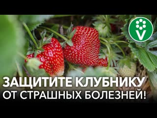 ?САМЫЕ ОПАСНЫЕ БОЛЕЗНИ КЛУБНИКИ. Диагностика, профилактика и лечение клубники