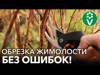 ПРАВИЛЬНАЯ ОБРЕЗКА ЖИМОЛОСТИ - ЗАЛОГ ОГРОМНОГО УРОЖАЯ! Обрезка, подкормка,обработка жимолости осенью