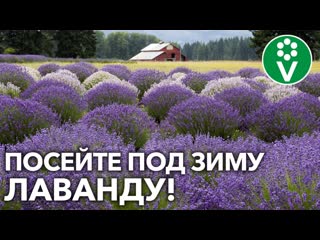 КАК ВЫРАСТИТЬ ЛАВАНДУ у себя на участке? Посеять ПОД ЗИМУ!