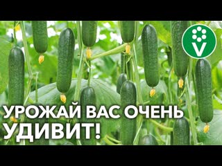 ПОДКОРМИТЕ ОГУРЦЫ ТАК ПРЯМО СЕЙЧАС! Всё о подкормках огурцов во время плодоношения!
