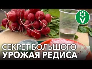СОЧНЫЙ И КРУПНЫЙ РЕДИС БЕЗ ВРЕДИТЕЛЕЙ! Секреты выращивания редиса для небывалого урожая.