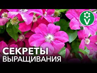 РОСКОШНЫЕ КЛЕМАТИСЫ В САДУ! Как посадить и размножить клематисы