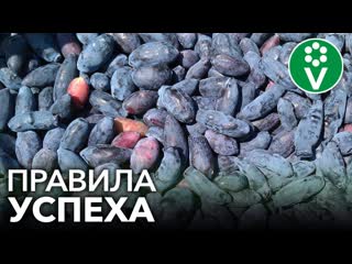 ЯГОДА ВЕЧНОЙ МОЛОДОСТИ - ЖИМОЛОСТЬ. Золотые правила успешного выращивания