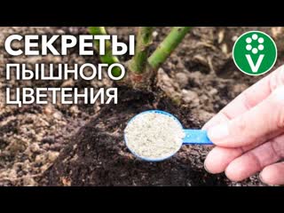 УХОД ЗА РОЗАМИ ВЕСНОЙ. Чем подкормить, обработать, какие побеги обрезать для пышного цветения