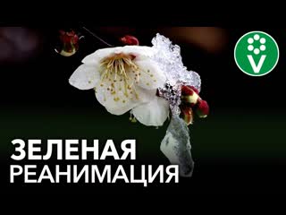 СПАСИТЕ РАСТЕНИЯ ПОСЛЕ ЗАМОРОЗКОВ! 2 эффективных рецепта обработки подмерзших растений
