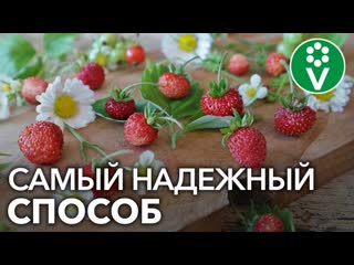 Выращивание ЗЕМЛЯНИКИ ИЗ СЕМЯН. Отличный урожай в год посева!