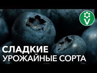Эти СОРТА ГОЛУБИКИ вам точно захочется посадить!