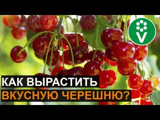 ТОП-5 сортов черешни для Средней полосы