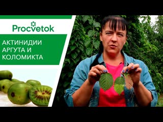 БЫСТРЫЙ рост, ВКУСНЫЕ плоды! Актинидия: Аргута и Коломикта - это надо знать каждому!