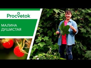 Натуральный МАЛИНОВЫЙ ароматизатор! Выращивание малины душистой.