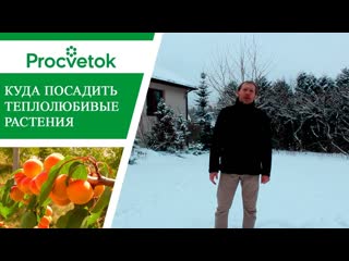 Ветролом. Как вырастить южные растения в средней полосе. Солнечные ловушки.