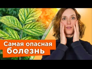 НЕМЕДЛЕННО УДАЛИТЕ ТАКИЕ КУСТЫ МАЛИНЫ И СМОРОДИНЫ, чтобы они не заразили весь сад опасной болезнью!