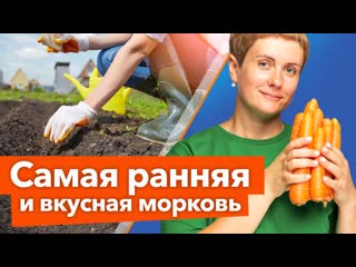 ПОСЕВ МОРКОВИ ПОД ЗИМУ - САМАЯ ПОЛНАЯ ИНСТРУКЦИЯ. Когда, как и какие сорта моркови сеять под зиму