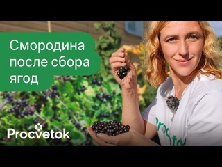 ТРИ ПРАВИЛА ЧЕРНОЙ СМОРОДИНЫ И КРЫЖОВНИКА ПОСЛЕ СБОРА ЯГОД! Закладываем урожай будущего года