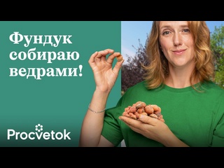 15-летний опыт выращивания ФУНДУКА в одном видео! Все, что нужно знать о фундуке для хорошего урожая