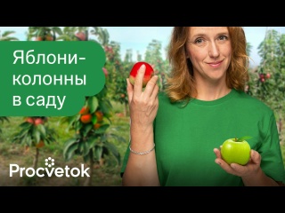 ВСЁ, ЧТО ВЫ ХОТЕЛИ ЗНАТЬ О КОЛОННОВИДНЫХ ЯБЛОНЯХ! Обзор сортов, особенности выращивания