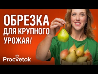 ОБРЕЗКА ГРУШИ ВЕСНОЙ: формируем компактную и урожайную крону! Простые правила обрезки груши
