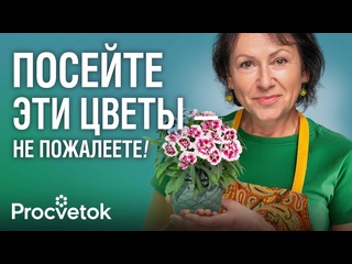 НЕЗАСЛУЖЕННО ЗАБЫТЫЙ ЦВЕТОК, который покорит ваше сердце! Выращиваем из семян гвоздику