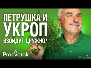 УКРОП, ПЕТРУШКА, БАЗИЛИК ВЗОЙДУТ ЩЕТКОЙ И БЫСТРО, если узнаете эти хитрости при посеве от агронома