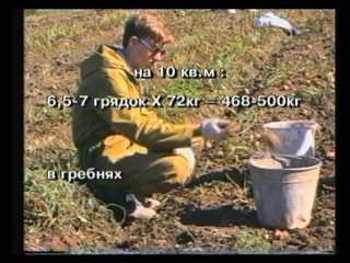 Выращивание картофеля