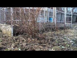 ВСЕ о выращивании ЖИМОЛОСТИ за 8 минут?