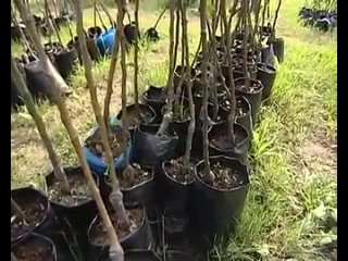 Как выбрать саженцы - уДачные советы