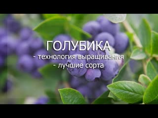 Вебинар "Голубика"