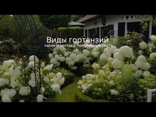Гортензия. Метельчатая. Древовидная. Крупнолистная. Фото. Сорта