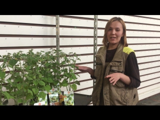 Физалис. Выращивание и уход