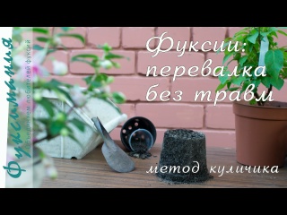 Перевалка фуксии: метод куличика