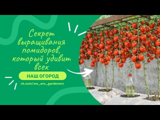 Старые мешки, большие помидоры: секрет выращивания помидоров, который удивит всех