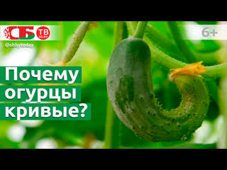 Почему огурцы растут крючком в теплице и открытом грунте