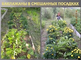 Выращивание баклажан: от семечка до плода