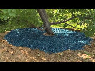 Порядки на грядке. Чем лучше всего мульчировать почву?
