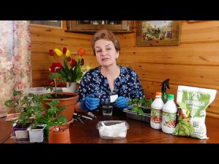 МОДНЫЕ ТОМАТЫ ЧЕРРИ НА БАЛКОНЕ _ Пересадка и подкормка рассады помидоров черри