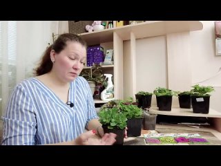 СПАСЕНИЕ ЦВЕТОЧНЫХ КРАСАВИЦ _ Универсальные удобрения для петунии