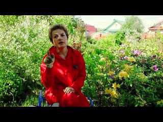 КРУПНЫЕ И СОЧНЫЕ ЯГОДЫ БРУСНИКИ _ Посадка и размножение брусники