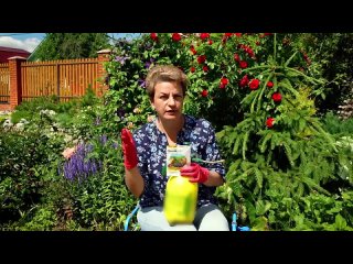 Как избежать пятнистости на листьях смородины _ Обработка растений от болезней