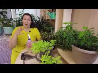 ТРИПСЫ ПРОПАЛИ НАВСЕГДА! КАК Я ИЗБАВИЛАСЬ ОТ ТРИПСОВ НА КОМНАТНЫХ ИСПОЛЬЗУЯ НАТУРАЛЬНОЕ СРЕДСТВО