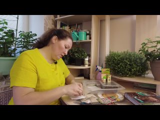 ВЫРАЩИВАНИЕ КИТАЙСКОЙ ГВОЗДИКИ ИЗ СТАРЫХ СЕМЯН. Сроки посадки гвоздики садовой на рассаду