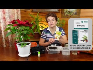 ПРОРАЩИВАНИЯ СЕМЯН ТОМАТОВ ПО МОЕМУ РЕЦЕПТУ. Как проращивать семена перед посевом.