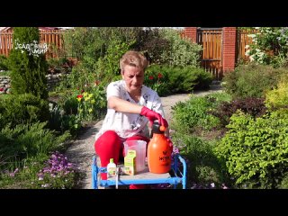 Хвойные желтеют - Стоп Ожог. Почему пожелтели иголки.