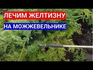 ОПАСНЫЙ ХВОЙНЫЙ ОПАД - ЛЕЧИМ БОЛЕЗНИ ХВОЙНЫХ РАСТЕНИЙ В САДУ.