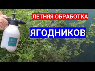 ЧЕМ КОРМИТЬ СМОРОДИНУ ЛЕТОМ - УХОД ЗА ЯГОДНЫМИ КУСТАРНИКАМИ ПОСЛЕ УРОЖАЯ
