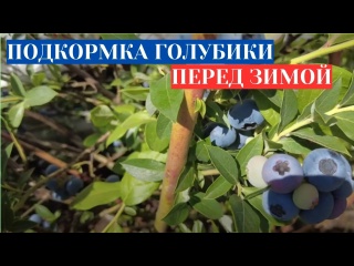 ПОДКОРМКА ГОЛУБИКИ ДЕНИС БЛЮ ОСЕНЬЮ - ДАЮ ПОД КОРЕНЬ, ЧТОБЫ НЕ ЗАМЕРЗЛА