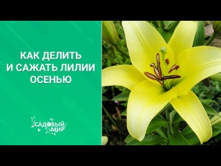 Посадка лилий с дёгтем. Как делить лилии.\\Садовый мир.