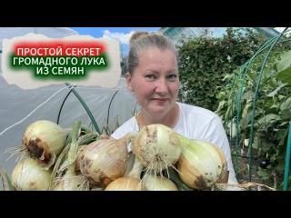 ПОСЕВ ЛУКА ЧЕРНУШКИ НА РАССАДУ в 2025 г. КАК ПРОСТО И БЫСТРО ПОСЕЯТЬ ЛУК ИЗ СЕМЯН .
