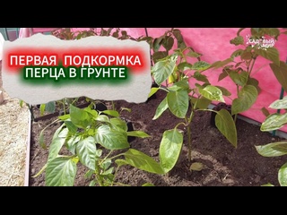 ПЕРВАЯ ПОДКОРМКА ПЕРЦА ПОСЛЕ ВЫСАДКИ В ГРУНТ. КОГДА И ЧЕМ ПОДКОРМИТЬ ПЕРЕЦ ДЛЯ МОЩНОГО РОСТА