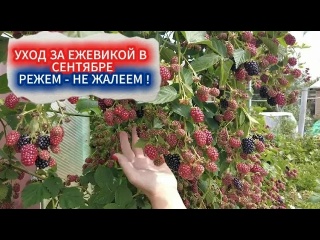 УХОД ЗА ЕЖЕВИКОЙ ОСЕНЬЮ. ОБРЕЗКА МОЛОДЫХ ПОБЕГОВ И СЕКРЕТ ОДНОВРЕМЕННОГО СОЗРЕВАНИЯ ЯГОД.